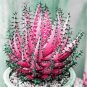 100 seeds Rare Rainbow Aloe Vera Bonsai Flowers