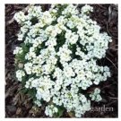 500 seeds Creeping Thyme Bonsai or Blue Rock CRESS Plant