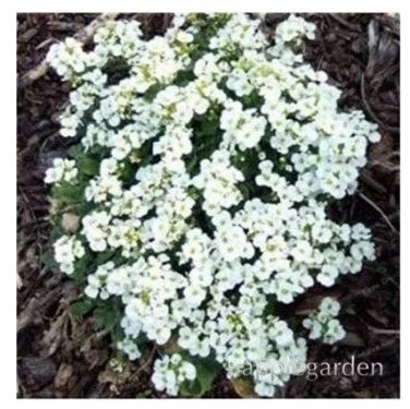 500 seeds Creeping Thyme Bonsai or Blue Rock CRESS Plant