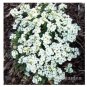 500 seeds Creeping Thyme Bonsai or Blue Rock CRESS Plant