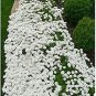 500 seeds Creeping Thyme Bonsai or Blue Rock CRESS Plant