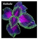 100 seeds Janpanese Bonsai Coleus Plant Rainbow Dragon Foliage Plant Seeds