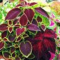 100 seeds Janpanese Bonsai Coleus Plant Rainbow Dragon Foliage Plant Seeds