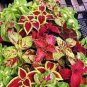 100 seeds Janpanese Bonsai Coleus Plant Rainbow Dragon Foliage Plant Seeds