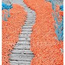 200 seeds Rainbow Creeping Thyme Plants Blue Rock CRESS Plants