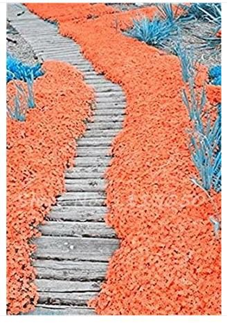200 seeds Rainbow Creeping Thyme Plants Blue Rock CRESS Plants