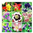 100 seeds Mixed Aquilegia Double Bonsai, Aquilegia Columbine Flowers