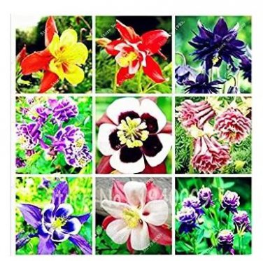 100 seeds Mixed Aquilegia Double Bonsai, Aquilegia Columbine Flowers