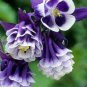 100 seeds Mixed Aquilegia Double Bonsai, Aquilegia Columbine Flowers