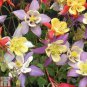 100 seeds Mixed Aquilegia Double Bonsai, Aquilegia Columbine Flowers