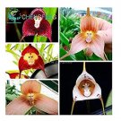 5 seeds Mixed Colourful Monkey Face Orchid Plants Red Cream Potted Peru Flower