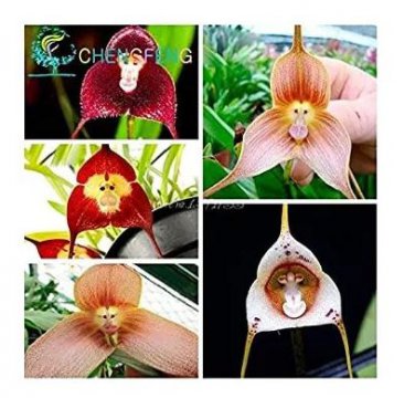 5 seeds Mixed Colourful Monkey Face Orchid Plants Red Cream Potted Peru Flower