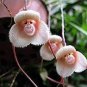5 seeds Mixed Colourful Monkey Face Orchid Plants Red Cream Potted Peru Flower
