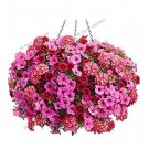 100 seeds Hanging Petunia Flores Melissa Original Flower
