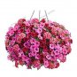 100 seeds Hanging Petunia Flores Melissa Original Flower