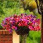 100 seeds Hanging Petunia Flores Melissa Original Flower