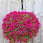 100 seeds Hanging Petunia Flores Melissa Original Flower