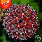 100 seeds Potted Hoya Carnosa Flower Flores Garden Plants Perennial