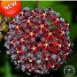 100 seeds Potted Hoya Carnosa Flower Flores Garden Plants Perennial