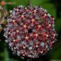 100 seeds Potted Hoya Carnosa Flower Flores Garden Plants Perennial