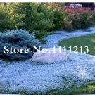 200 seeds Rock Cress Flower Aubrieta Cultorum Rare Purple Ground Cover Rock Cress Flower Bonsai Home