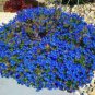 200 seeds Rock Cress Flower Aubrieta Cultorum Rare Purple Ground Cover Rock Cress Flower Bonsai Home