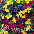 100 seeds Mini Calibrchoa Million Bells Annual Flower Bonsai Vary Colors