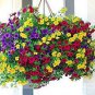 100 seeds Mini Calibrchoa Million Bells Annual Flower Bonsai Vary Colors