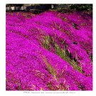 200 seeds Rock cress Creeping Thyme Bonsai Multi-Color Perennial Flower