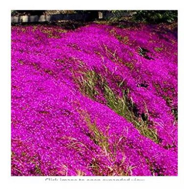 200 seeds Rock cress Creeping Thyme Bonsai Multi-Color Perennial Flower