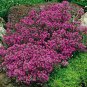 200 seeds Rock cress Creeping Thyme Bonsai Multi-Color Perennial Flower