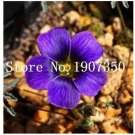 100 seeds Rare Exotic Rainbow Oxalis Wood Sorrel Flower Bonsai Plants