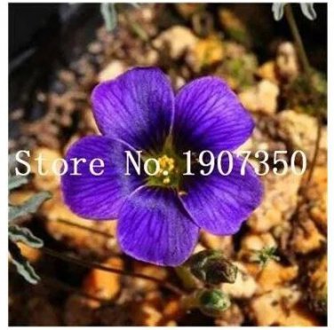 100 seeds Rare Exotic Rainbow Oxalis Wood Sorrel Flower Bonsai Plants