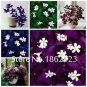 100 seeds Rare Exotic Rainbow Oxalis Wood Sorrel Flower Bonsai Plants