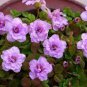 100 seeds Rare Exotic Rainbow Oxalis Wood Sorrel Flower Bonsai Plants