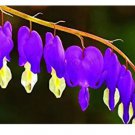 100 seeds Dicentra Spectabilis Bonsai Bleeding Heart Classic Cottage Garden