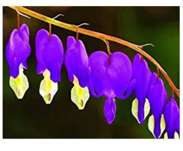 100 seeds Dicentra Spectabilis Bonsai Bleeding Heart Classic Cottage Garden