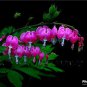 100 seeds Dicentra Spectabilis Bonsai Bleeding Heart Classic Cottage Garden