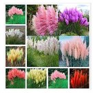 200 seeds Mixed Colors Pampas Grass Plant Bonsai Balcony Colorful Grass Flores Best Natural