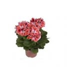 20 seeds Geranium Bonsai Flower Bonsai Perennial Flower Bonsai