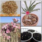 20 seeds Adenium Obesum semillas - Bonsai Desert Rose Flower Plant Sementes