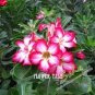 20 seeds Adenium Obesum semillas - Bonsai Desert Rose Flower Plant Sementes