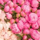20 seeds Rare Double Peony Seed Multicolor Perennial Peony Flowers