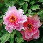 20 seeds Rare Double Peony Seed Multicolor Perennial Peony Flowers
