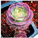 100 seeds Greenovia The Mountain Rose Red Rose Garden Greenovia Flower