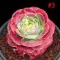 100 seeds Greenovia The Mountain Rose Red Rose Garden Greenovia Flower
