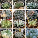 20 seeds Mixed Haworthia Seeds (approx 15 varieties) Hawor Succulent Bonsai Plants Seeds