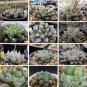 20 seeds Mixed Haworthia Seeds (approx 15 varieties) Hawor Succulent Bonsai Plants Seeds