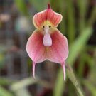 50 seeds Dracula Trichroma The Three Colored Dracula Money Face Flower Rare Seeds