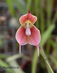 50 seeds Dracula Trichroma The Three Colored Dracula Money Face Flower Rare Seeds